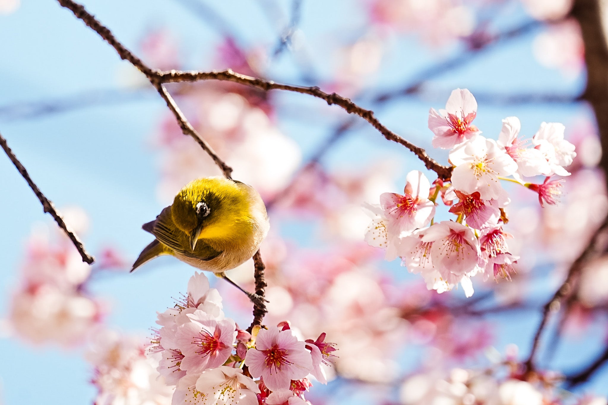 春色の訪問者～桜に舞うメジロ