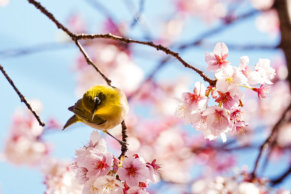 春色の訪問者～桜に舞うメジロ
