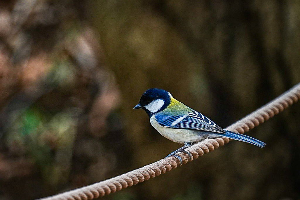 ロープの上の芸術家～シジュウカラ