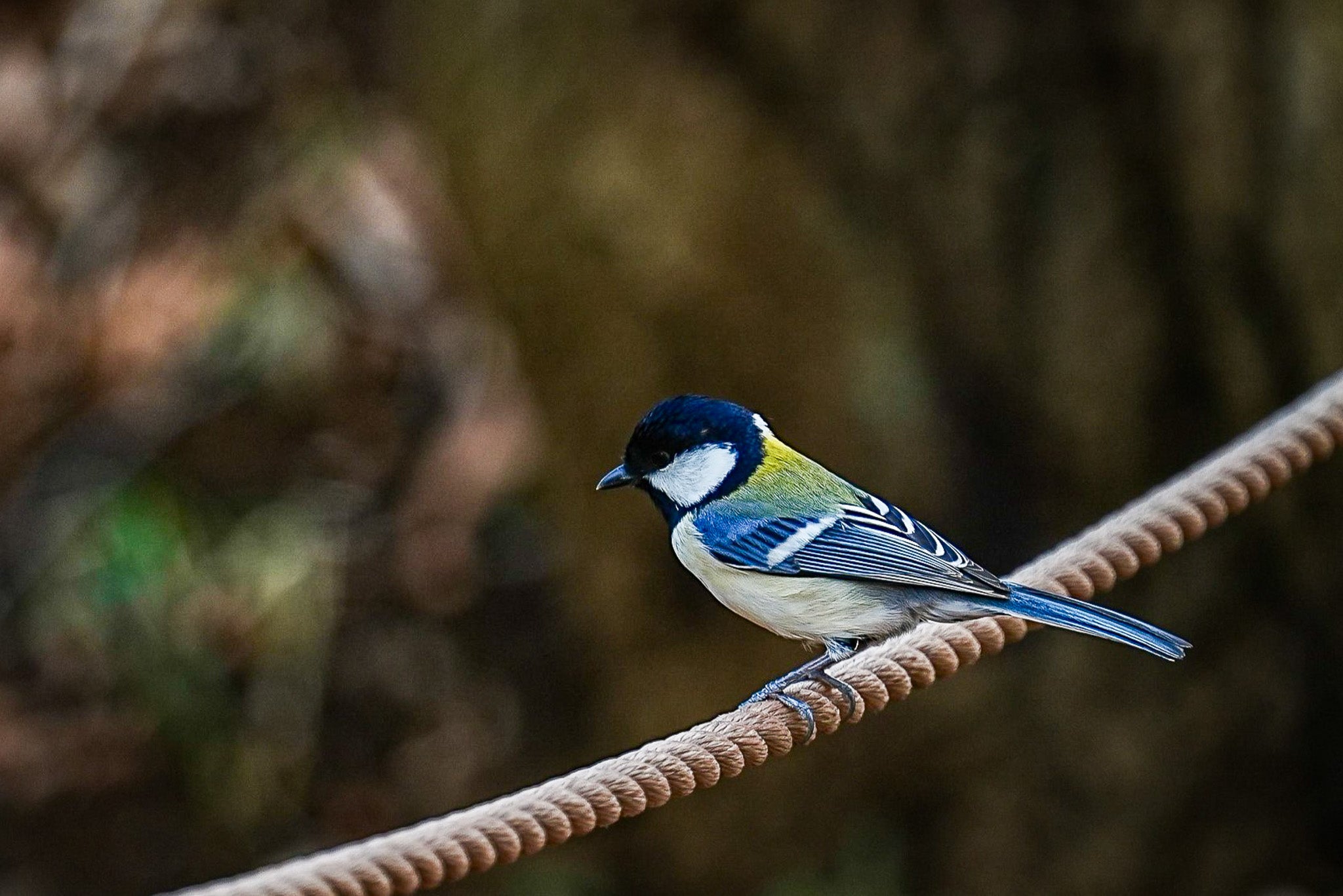 ロープの上の芸術家～シジュウカラ