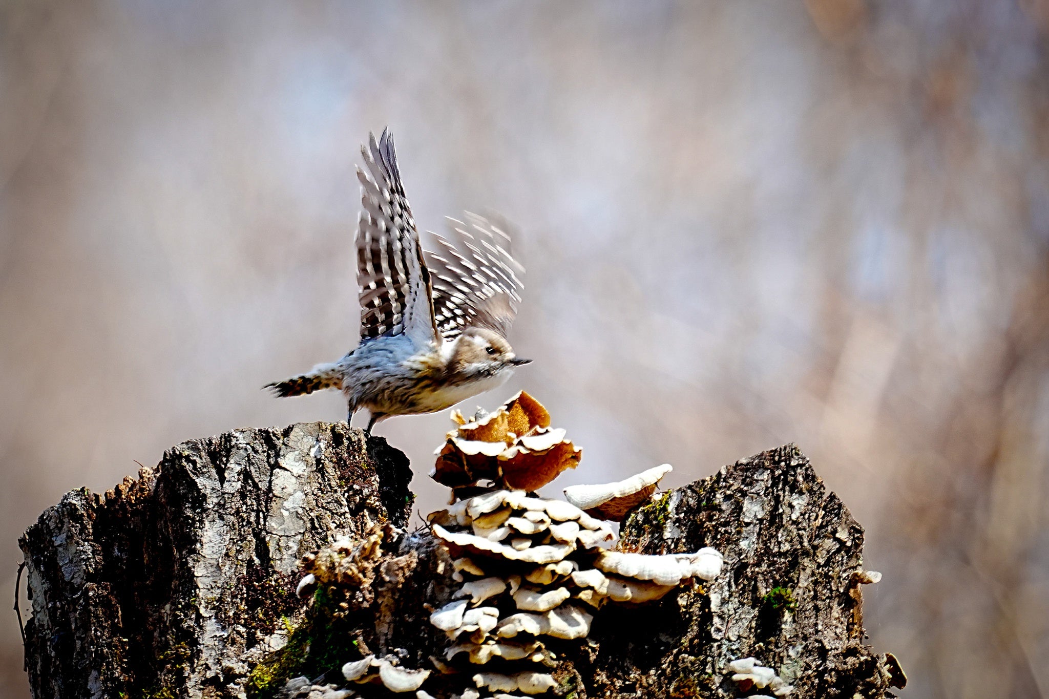 森の大工～キノコと小鳥の共演
