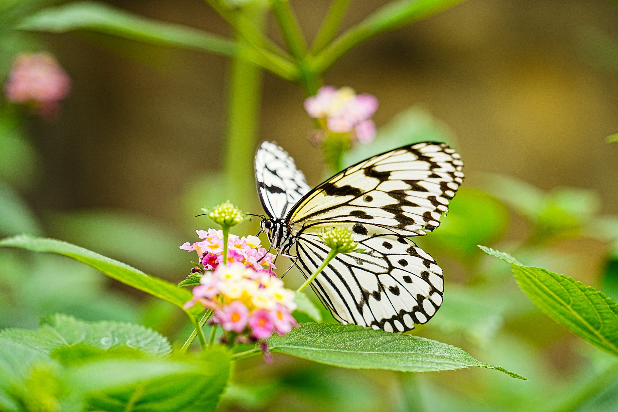純白の舞～オオゴマダラの優雅な姿