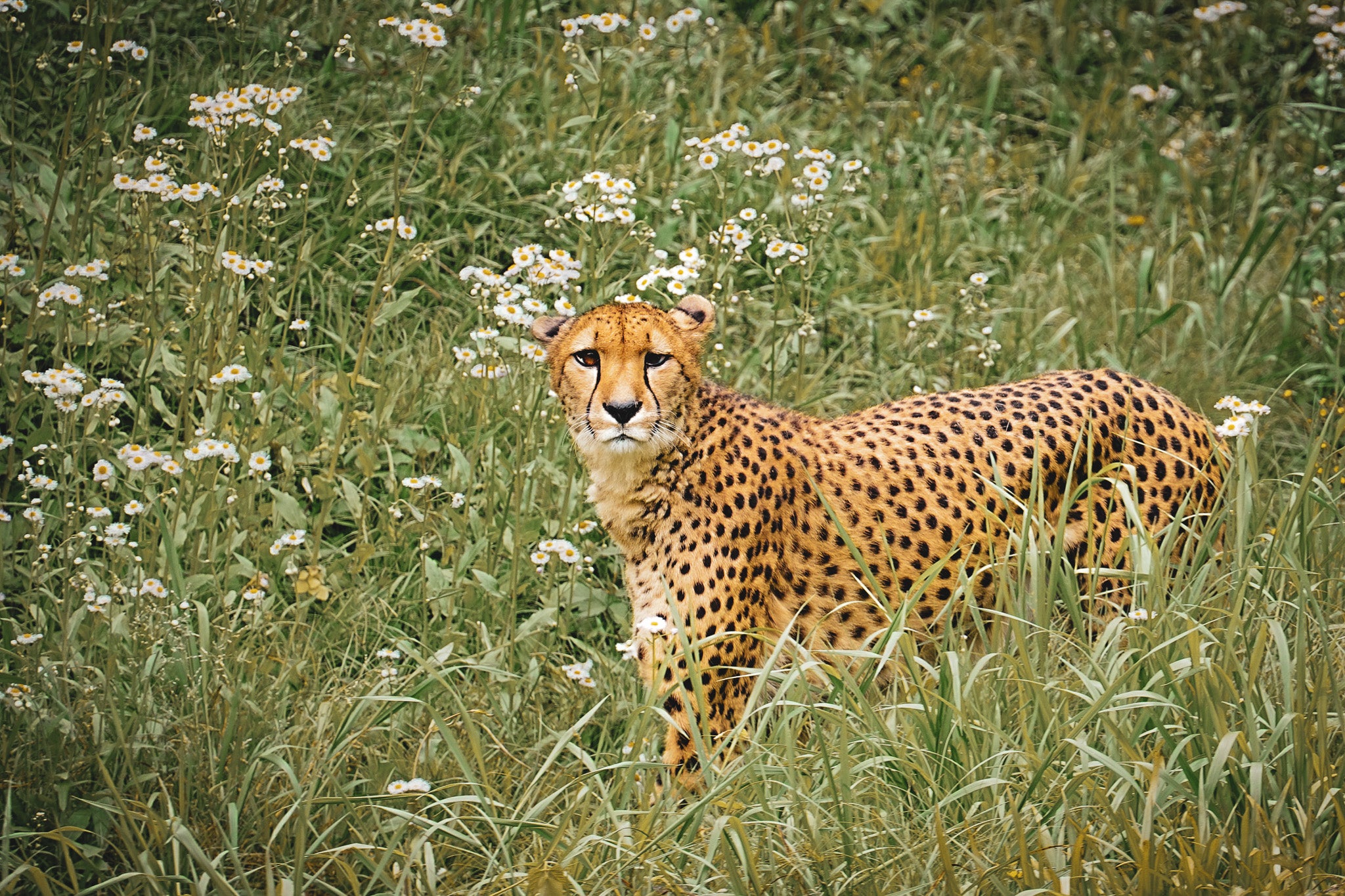 草原の疾風～花畑のチーター