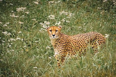 草原の疾風～花畑のチーター