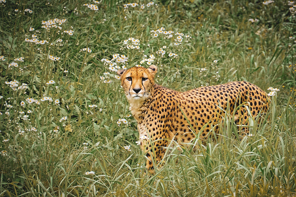 草原の疾風～花畑のチーター