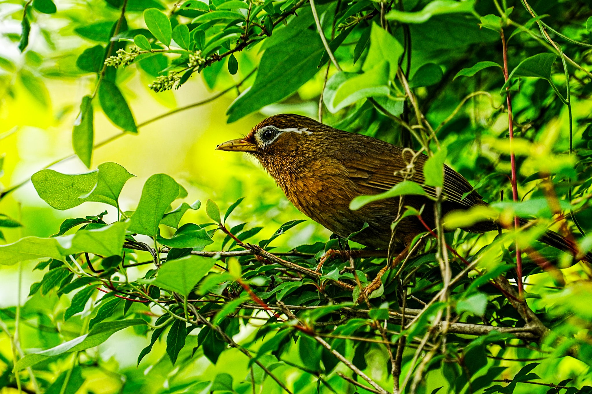 緑の隠れ家～密林に潜む小鳥