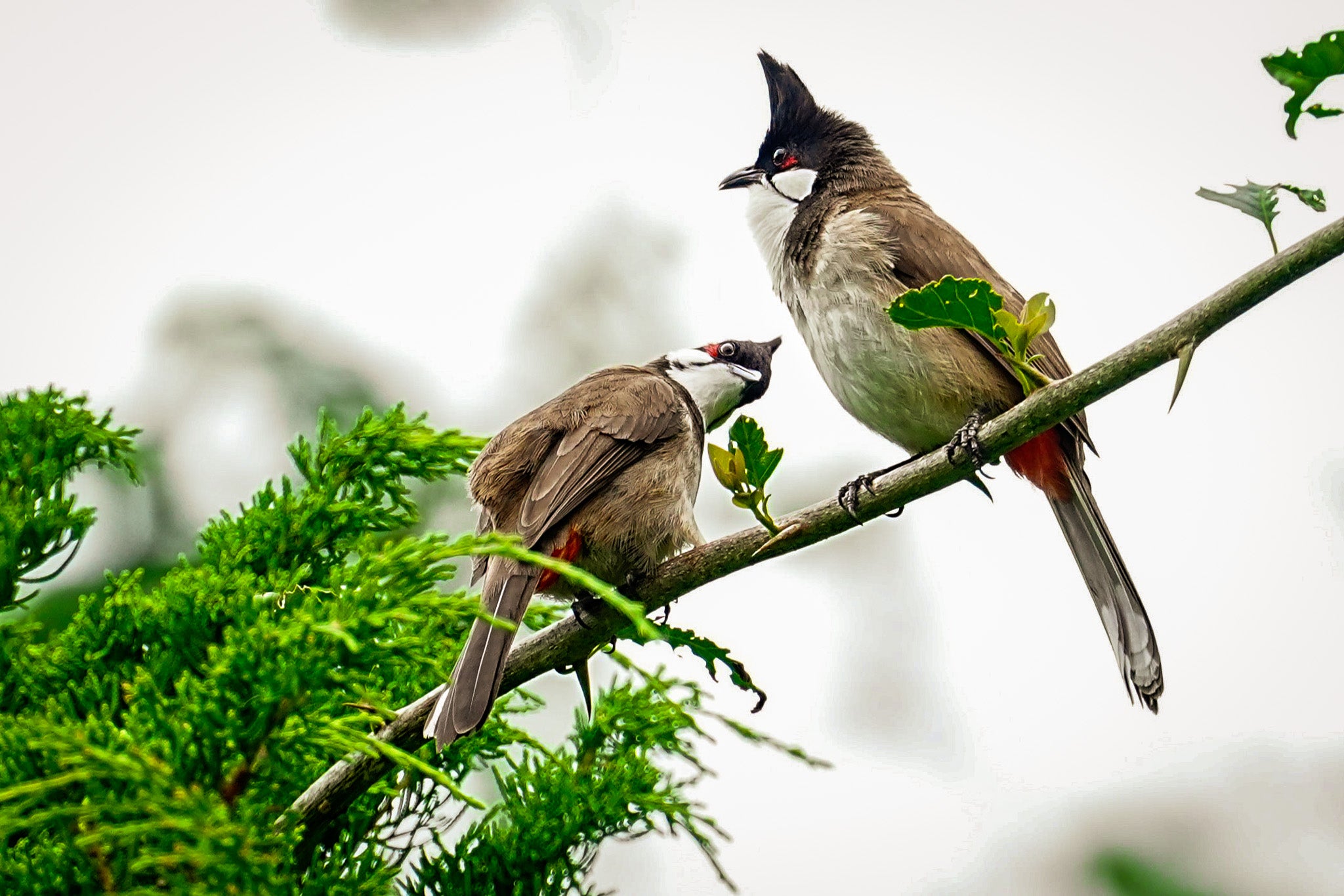 仲良しペア～枝に並ぶ二羽の小鳥