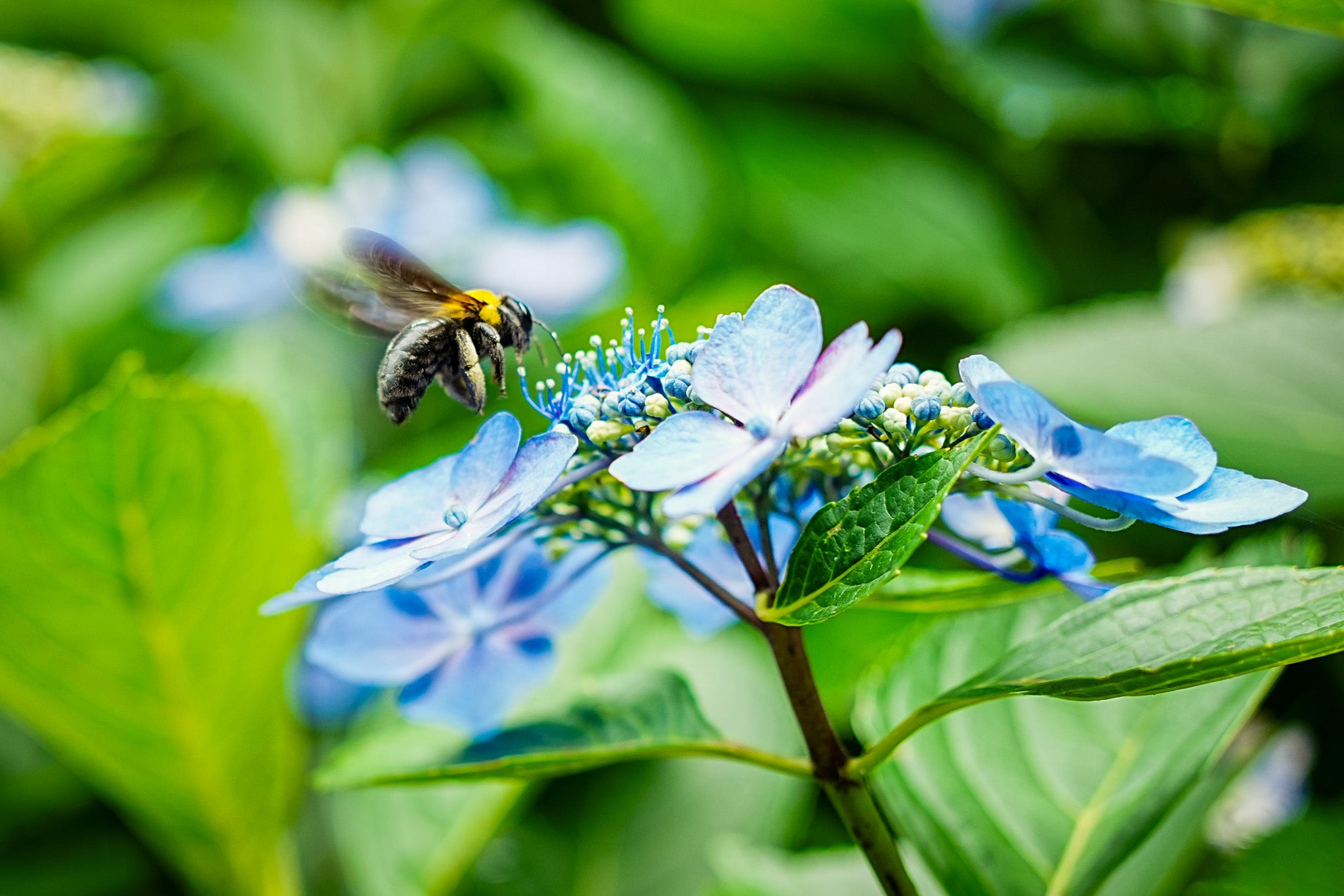 あじさい山の花蜜を求めるハチ