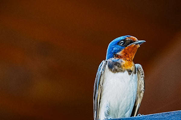 春の使者～ツバメの凛々しい横顔