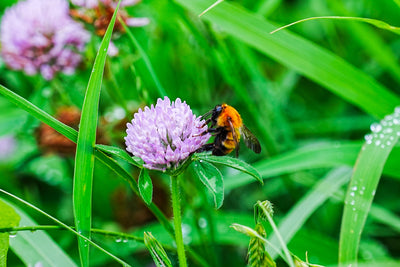 花蜜の恵み～クローバーとミツバチ