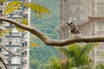 都市と自然の境界～街中の野鳥