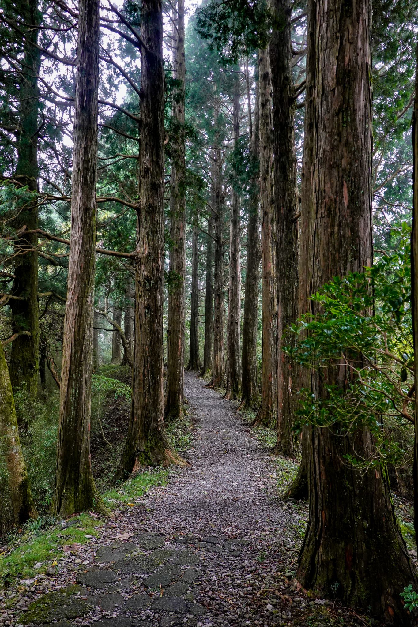 緑のトンネルが続く神秘の森